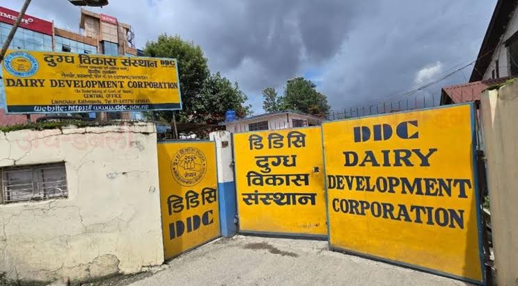 दुबईमा नेपाली घिउको माग ह्वात्तै बढ्यो, डीडीसीद्वारा नियमित निर्यात सुरु
