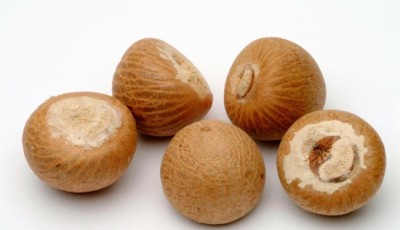 DNA Testing Delay Puts Betel Nut Exports in Limbo Image