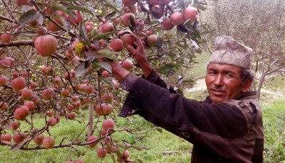 Jumla's apple harvest valued at Rs 614 million Image