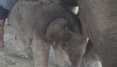 Elephant Breeding Centre welcomes new calf Image