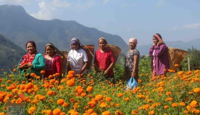 तिहारमा ५० करोडको फूल विक्रि Image