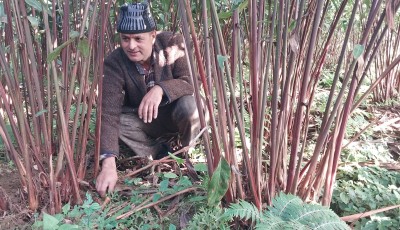 इलामका खनाल अलैँची खेतीबाट वार्षिक ३४ लाख कमाउँदै Image