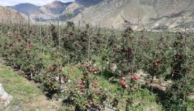 Apple Seedlings Distributed to Farmers Under PM Agriculture Modernization Project Image