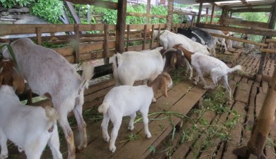 गुल्मीमा बाख्रापालनले महिलाको फेरिँदै जीवनस्तर Image
