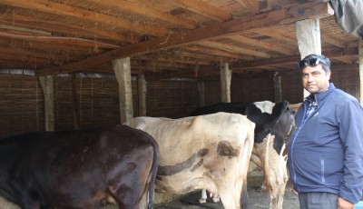 राजनीति छाडेर व्यावसायिक पशुपालनमा रमाउँदै न्यौपाने Image