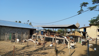 "बाख्रापालनबाट वार्षिक ५ लाख ५० हजार आम्दानी गर्दै बालकृष्ण" Image