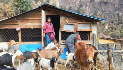 गाउँमै सुन फलाउने दीपक चन्द, बाख्रापालनबाट वार्षिक ६ लाख आम्दानी ! Image