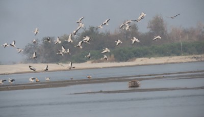 कोशीटप्पुमा भेटिए ७६ प्रजातिका नौ हजार दुई सय पचास चरा Image