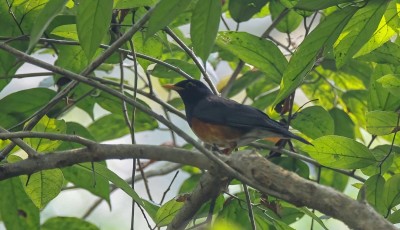 Black-breasted Thrush Sighted for the Second Time in Nepal Image