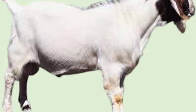 दसैँका लागि १,८०० खसी बोका र च्याङ्ग्रा काठमाण्डौं ल्याइँदै Image