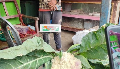 बागलुङका पदम खत्रीले फलाए १२ किलोको काउली, वार्षिक आम्दानी १२ लाख Image