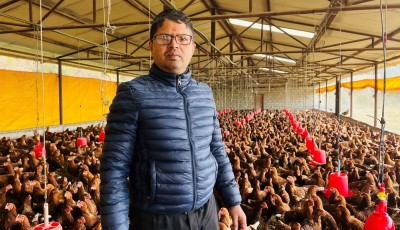 कतारबाट फर्किएर कुखुरापालन: मासिक १.५ लाख बचत गर्दैँ बागलुङका उद्यमी Image