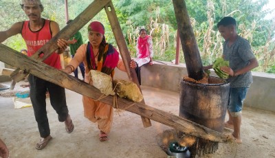 परम्परागत चिउरी घ्यू उत्पादनको पुनरुत्थान,  दाना पेलेर घ्यूको जोहो गरिँदै Image