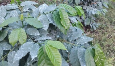 लेटाङका किसान कफीखेतीतर्फ आकर्षित, आर्थिक समृद्धिको नयाँ ढोका खुल्दै Image