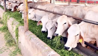 गैँडाकोटका कृषक दूध बिक्रीबाट मासिक रु. १ लाख बचत गर्दै Image