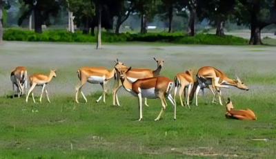 शुक्लाफाँटा भ्रमण गर्ने पर्यटकलाई निःशुल्क नेचर गाइड सुविधा Image