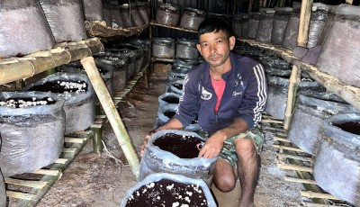 डोटीमा व्यावसायिक गोब्रे च्याउ उत्पादन सुरु Image