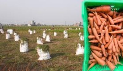 चितवनको गाजर र चुकन्दर जर्मनी निर्यात, किसान उत्साहित Image