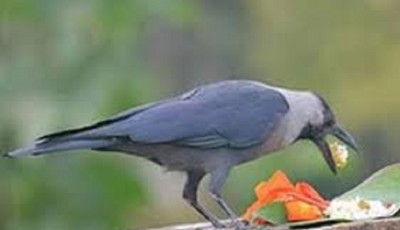 कार्तिक कृष्ण त्रयोदशीः आज काग तिहार Image