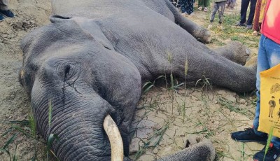 मृत अवस्थामा जङ्गली हात्ती फेला Image