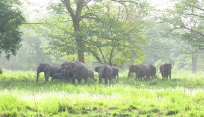 गाउँबस्तीमै रमाउन थाले जङ्गली वन्यजन्तु, किसान चिन्तित Image