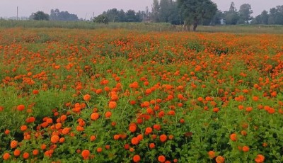 तिहारमा ५० करोड बराबरको फूल बिक्री Image