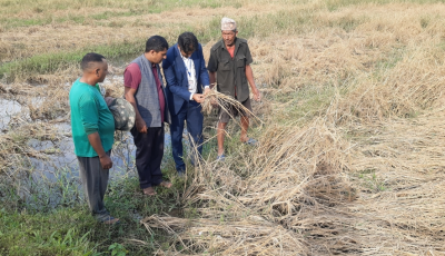 Agriculture Ministry Projects 5.9 Million Metric Tonnes of Rice Yield Image
