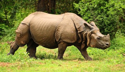 गैँडाको आक्रमणबाट मृत्यु Image