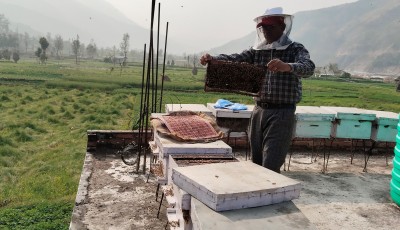 मन्थलीमा व्यावसायिक माहुरीपालन फस्टिँदै, कृषकको आम्दानीमा वृद्धि Image