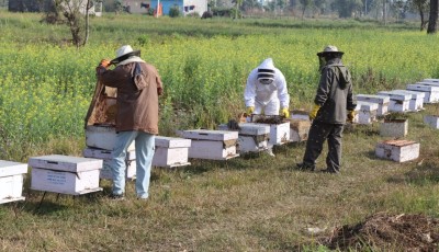 रुकुमपश्चिमका किसानको मह बिक्रीबाट ४० लाख आम्दानी Image