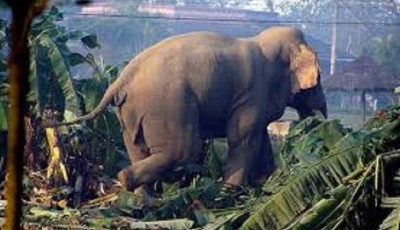 जङगली हात्तीको आक्रमणबाट सर्वसाधारणलाई जोगाउन सचेतना Image
