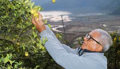 कागती खेतीबाट मनग्य आम्दानी गर्दै कृषक लामिछाने Image