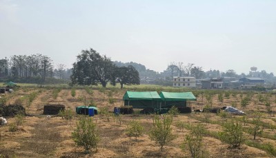 अमेरिकाको जागिर छोडेर दाङमा कागतीखेती: प्रतीक लोहनीको हरित सफलताको कथा Image