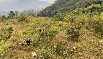 बसाइँसराइले रित्तिँदै गएको गाउँमा डेढ करोड लगानीमा कागतीखेती Image