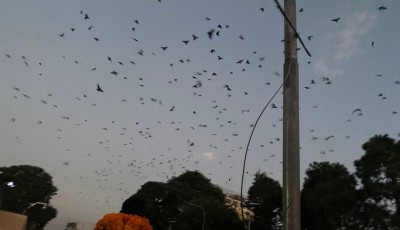 काग सम्मेलन Image