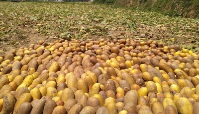 काँक्रोको बीउ बिक्रीबाट ६ करोड बढी आम्दानी Image