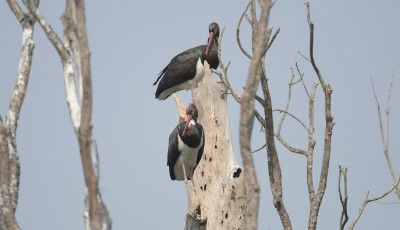 Black Eagle Image
