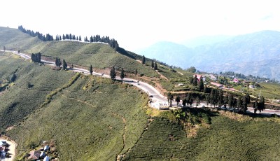 Kanyam Tea Estate Image