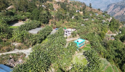 खबरामा केराखेतीको चुनौती: उत्पादन प्रशस्त, बजार अभाव Image