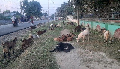 दशैं आउन केहि दिन बाँकि रहदाँ पनि खसीबोका बिक्री नभएको किसानको गुनासो Image