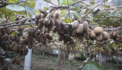 किबी बजारको अभावले म्याग्दीका कृषकलाई तनाव Image