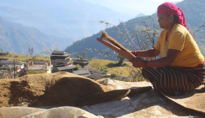कोदोखेतीतर्फ किसानको आकर्षण बढ्दै, राम्रो आम्दानीको माध्यम हुँदै कोदो Image