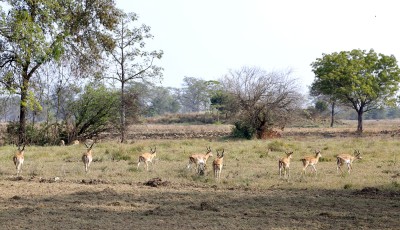 Herd of Blackbucks Spotted in Bardiya Image