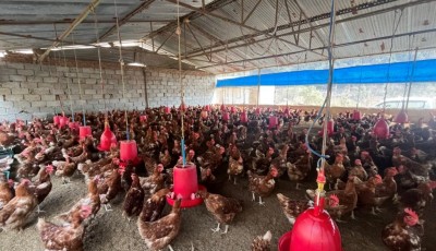 १८ वर्षको संघर्षपछि मासिक पाँच लाख कमाउदैँ बागलुङका सफल कुखुरापालक सुवेदी Image