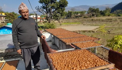 पर्वतमा लप्सी उत्पादन र प्रशोधनमा नयाँ सम्भावना Image