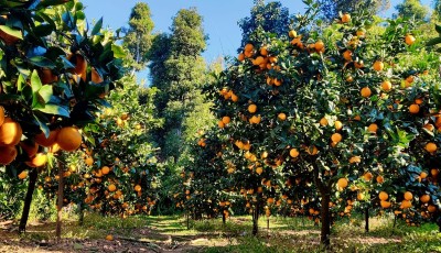 सिन्धुलीको जुनार: आर्थिक समृद्धिको नयाँ आधार Image