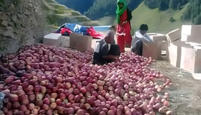 काठमाडौंमा पहिलो पटक स्याउ मेला आयोजना हुदैँ Image