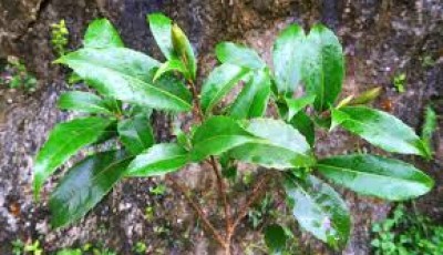 New Plant Species Discovered in South China’s Karst Cave Image