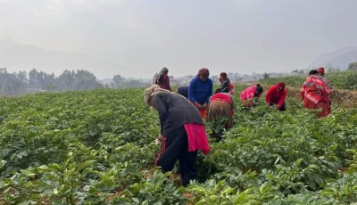 स्याङ्जामा आलुखेतीको विस्तार: २,४०० रोपनीमा खेती Image