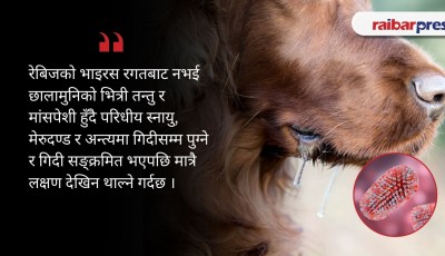 बर्सेनि रेबिज आतङ्क खेप्दै काभ्रेपलाञ्चोक Image